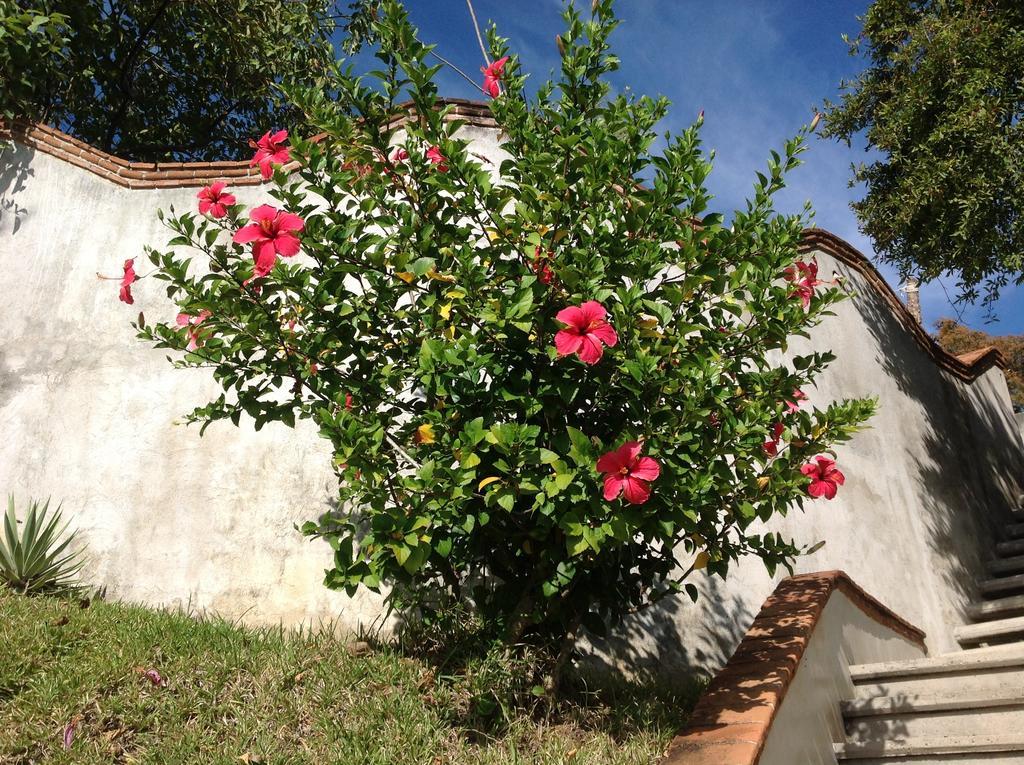 Casa Flor De Mar Hotel Zipolite Bagian luar foto